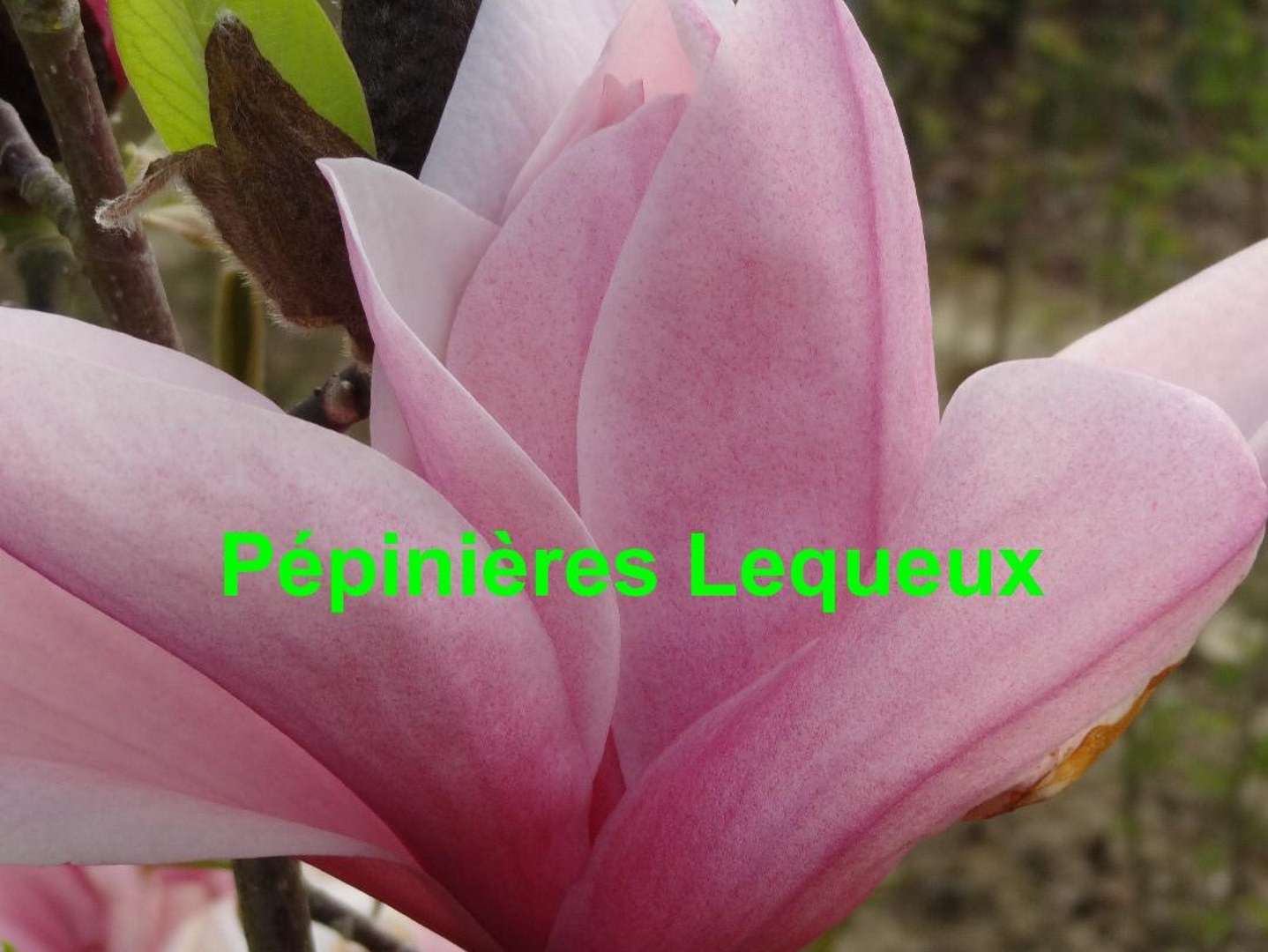 MAGNOLIA STAR WARS